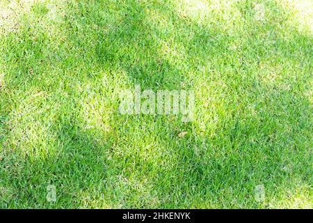 Green grass field background texture. Stock Photo