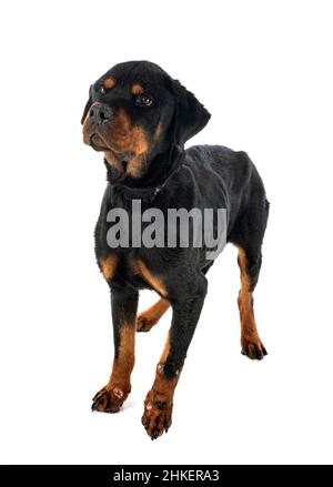 sick rottweiler in front of white background Stock Photo - Alamy