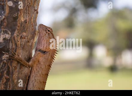 Brown lizard clinging to a branch close-up. Stock Photo