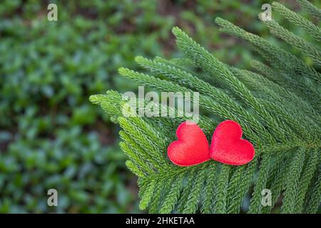 2 red hearts on a pine background Conveys the love between two people that refreshes the atmosphere around it. Stock Photo