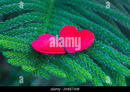 2 red hearts on a pine background Conveys the love between two people that refreshes the atmosphere Stock Photo