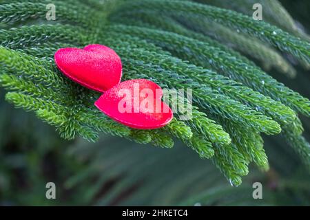 2 red hearts on a pine background Conveys the love between two people that refreshes the atmosphere around it. Stock Photo