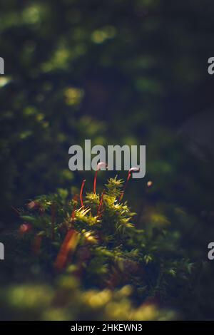 Tiny moss growing in sparse sunlight. High quality photo Stock Photo