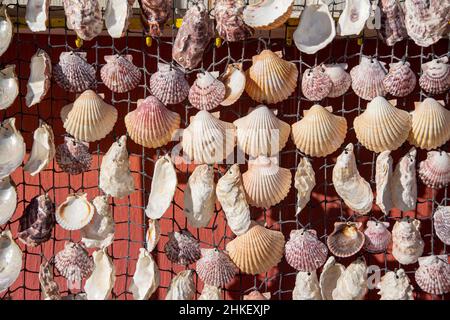 Strings of different colored and sized shells in Puerto Penasco, Baja California, Mexico. Stock Photo