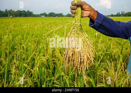 Rice field. Closeup of yellow paddy rice field with green leaf and Sunlight.  Rice field on rice paddy green color lush growing is a agriculture. Clos Stock Photo