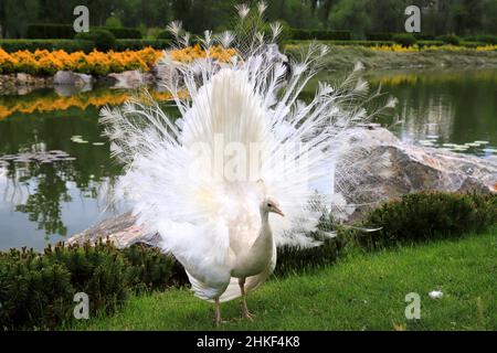 White peacock dances mating dance, shows feathers in park, zoo, street. Gorgeous bird young albino peacock spread its tail on grass Stock Photo