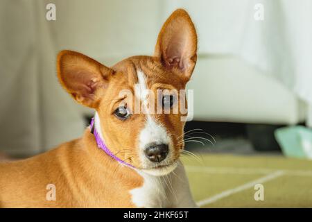 Basenji dog puppy close up portrait looking front at camera Stock Photo