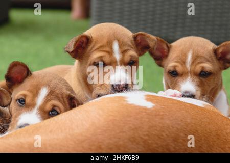 Basenji puppies laying together at home on green background Stock Photo
