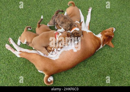 Basenji young puppies and female basenji dog laying on green floor Stock Photo