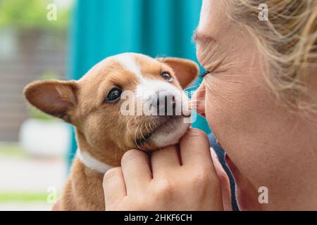 Cute basenji dog puppy in hands of young woman Stock Photo