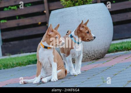 Two basenji puppies siting together and watching on the side Stock Photo