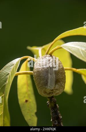 Ootheca (egg case) of large brown mantid (praying mantis) built on branch of avocado tree (persea americana) in orchard in Queensland, Australia. Stock Photo