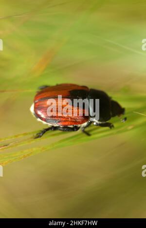 harmful japanese beetle in wheat field Stock Photo