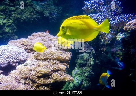 Close up view of a yellow tang fish swimming in ocean Stock Photo