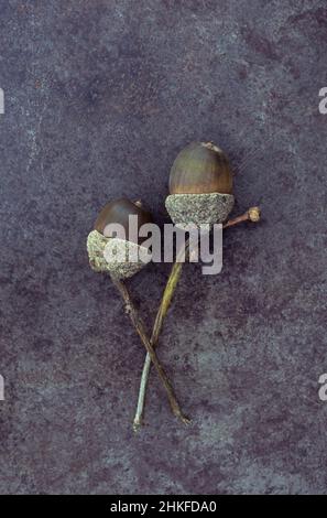 Two ripe dark brown acorns of English oak or Quercus robur tree lying in their cups on tarnished metal Stock Photo
