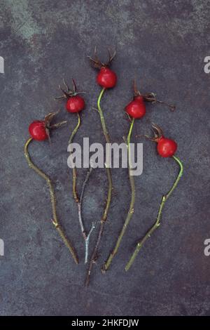 Five bright red rosehips of Soft downy rose or Rosa mollis lying with their stems on tarnished metal Stock Photo