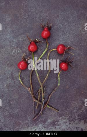Five bright red rosehips of Soft downy rose or Rosa mollis lying with their stems on tarnished metal Stock Photo