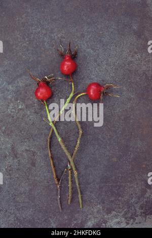 Three  bright red rosehips of Soft downy rose or Rosa mollis lying with their stems on tarnished metal Stock Photo