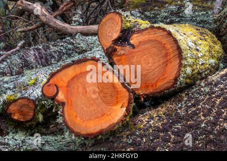 FRESHLY CUT LOGS WITH ORANGE COLOURED RINGS AND COVERED WITH MOSS AND LICHENS Stock Photo