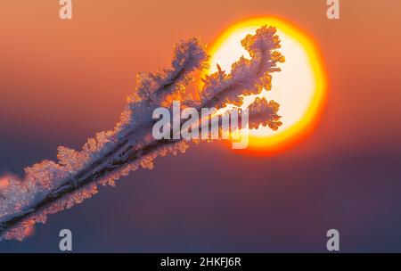 Background hoarfrost frost with sunrise in the background, cold winter morning Stock Photo
