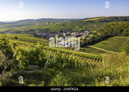 France, Cher, Chavignol, the Sancerre AOC vineyard in Chavignol Stock Photo