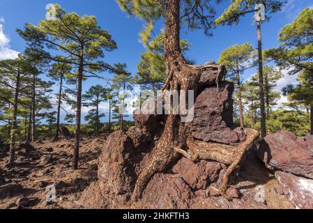 Spain, Canary Islands, Tenerife, Canarian pine at the Los Poleos viewpoint, on the TF38, Corona Forestal Stock Photo