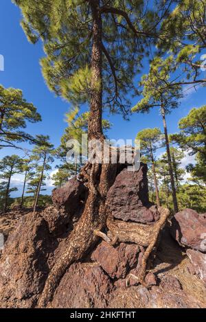 Spain, Canary Islands, Tenerife, Canarian pine at the Los Poleos viewpoint, on the TF38, Corona Forestal Stock Photo