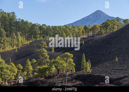 Spain, Canary Islands, Tenerife, TF38, Corona Forestal Canarian pine, Sendero del Chinyero Stock Photo