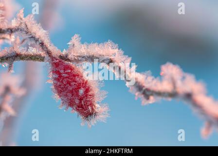 Frost-covered red rose berries on a blurred blue background Stock Photo