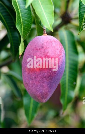 France, Reunion island (French overseas department), Saint Louis, mango on a mango tree Stock Photo