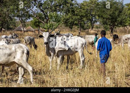 Benin, Natitingou province, peul tribal village of Moukokotamou Stock Photo