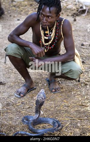 Benin, Natitingou, De Gaule saves animals that have been hurt or abandoned, cobra Stock Photo