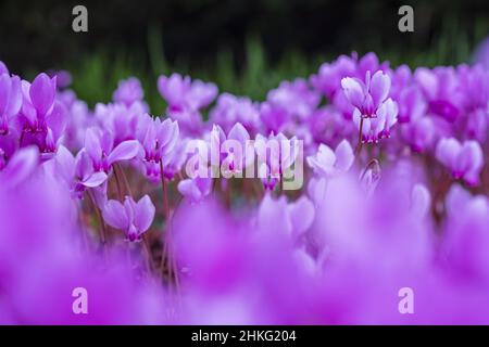 France, Dordogne, Saint-Astier, stage on the Via Lemovicensis or Vezelay Way, one of the main ways to Santiago de Compostela, cyclamens flowerbed in the park of the 16th century Puyferrat castle Stock Photo