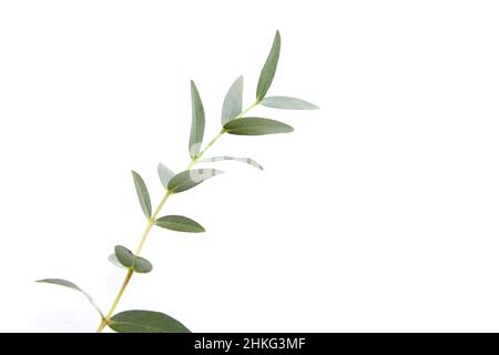 Eucalyptus green leaves and branch floral decoration isolated on white background Stock Photo