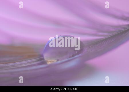 Close up of a water drop on a feather with blurry background Stock Photo