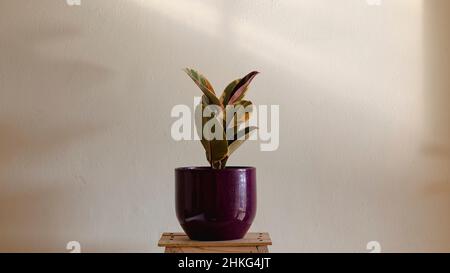 Ficus elastica variegated rubber plant Stock Photo
