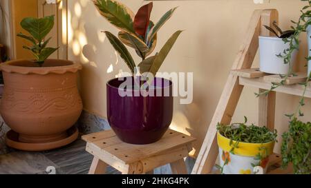 Rubber plant in a decorative pot Stock Photo