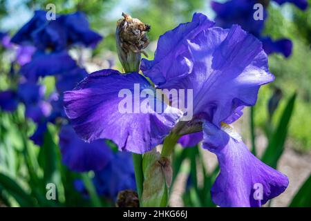Blue flower irises with a soft focus with bokeh Stock Photo