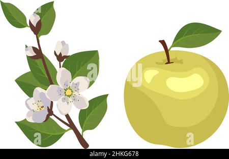 Icon set of yellow or green apple and branch with flowers, buds and leaves. Whole fruit. Food for nutrition and decoration. Sweet snack. Vector flat illustration Stock Vector