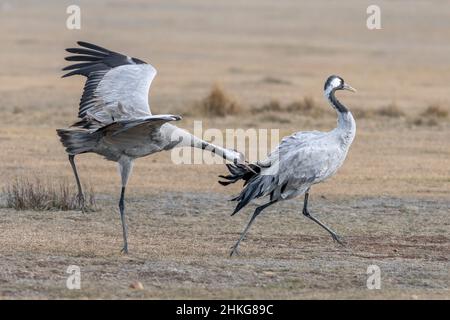 Common cranes, Grus grus , fighting , Gallocanta , Spain Stock Photo