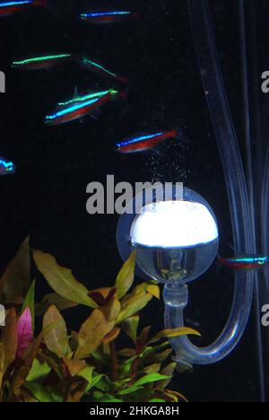 Carbon dioxide diffusion in aquarium Stock Photo