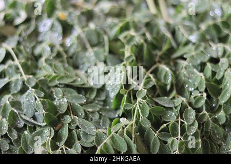 Healthy moringa leaves. Healthful moringa leaves help for reduce human sugar level Stock Photo