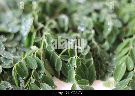 Healthy moringa leaves. Healthful moringa leaves help for reduce human sugar level Stock Photo