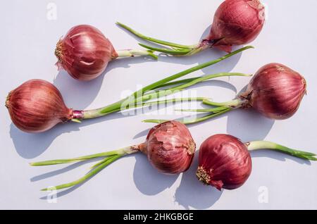 Purple Onion vegetable sprouting germinated vegetable. Onion vegetables asian in white background Stock Photo