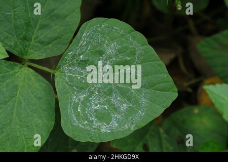 Overhead view of mucus of a Gastropod walked pathway become dry on top of a leaflet Stock Photo