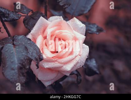 Vintage closeup of single beautiful light pink rose with raindrops on blurred natural background. Blooming pink rose flower in the garden. Stock Photo