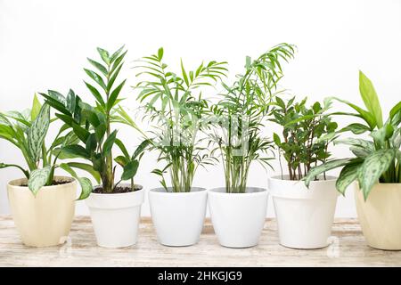 House plants in a stylish interior of a room at home in pots. The concept of home gardening. Cozy decor for a home with a home jungle. Green garden. Stock Photo