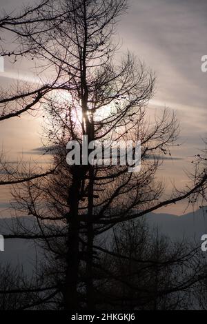 Plant in the mountains with the sun among the branches without leaves Stock Photo