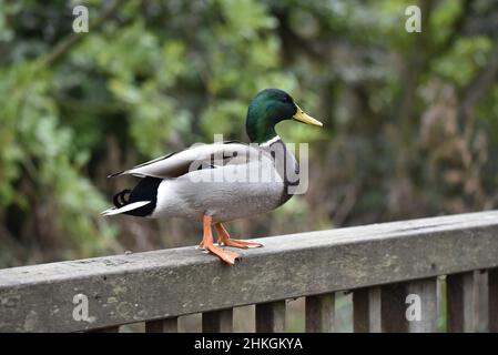 Close-Up Right-Profile Portrait of a Male Mallard Duck (Anas platyrhynchos) Standing in the Middle of a Wooden Rail Against a Blurred Trees Background Stock Photo