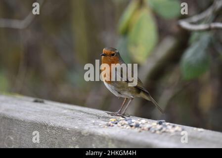 Close-Up Image of a European Robin (Erithacus rubecula) Standing on a Horizontal Wooden Rail, Head Turned Towards Camera, in a Nature Reserve in UK